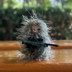 modern military sniper Scar - Custom Printed Brick Block Figure